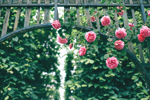 Pink roses on fence