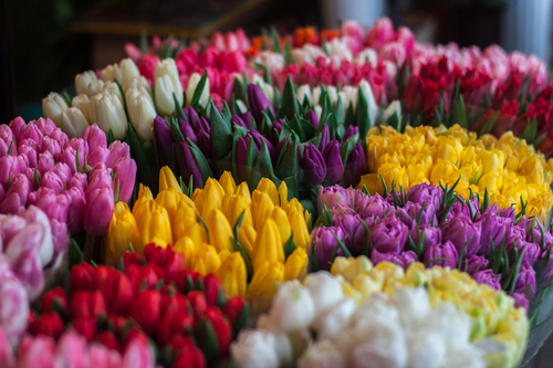 Colorful tulip bouquets