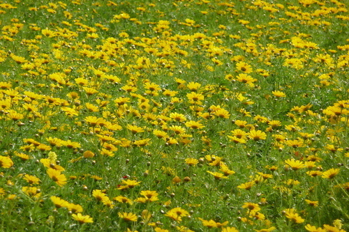 Meadow with flowers