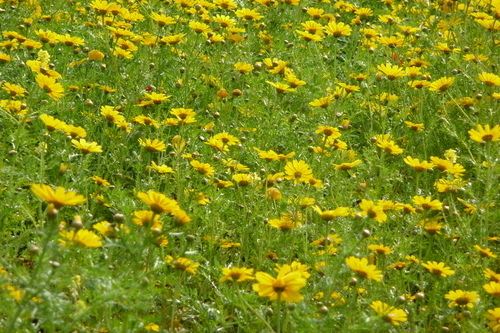 Sarı çiçek ve çim