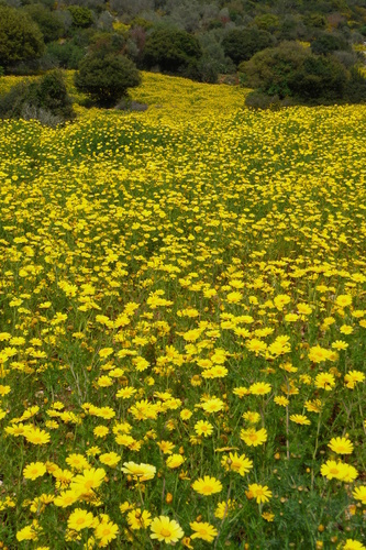 Yellow flowers vegetation