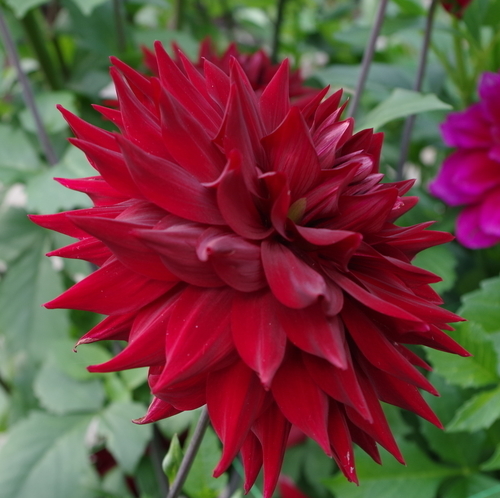 Dahlia röd blomma
