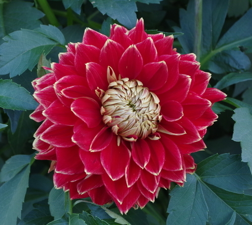 Floare mare numit Dahlia