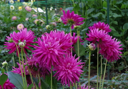 Dahlias in flowerbed
