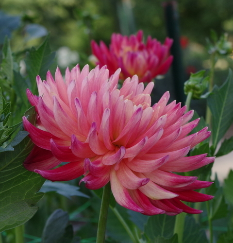 Pale pink Dahlias in the park