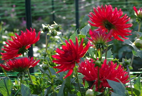 Dahlias with buds in flowerbed