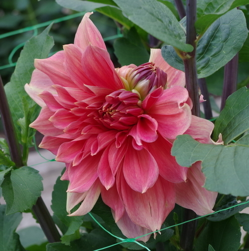 Dahlia flower with missing petals