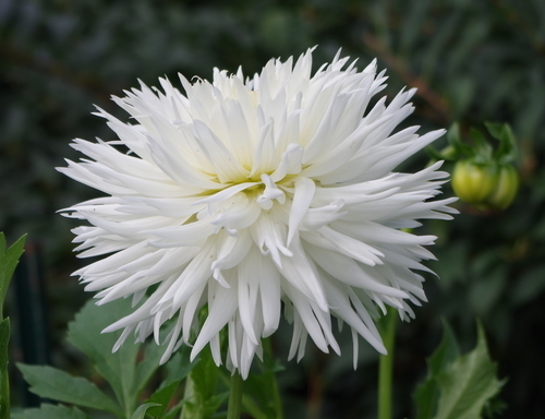 Роскошный цветок георгин