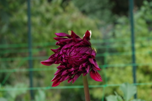 Pink Dahlia starting to open up