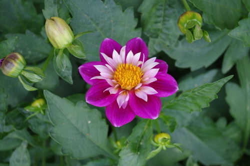 Pequeña colorida flor de Dalia