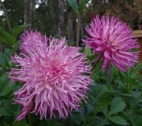 Beautiful Dahlias with branched petals