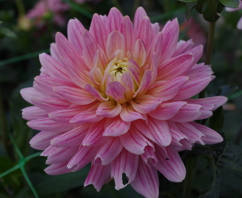 Obrázek lilic Dahlia zblízka