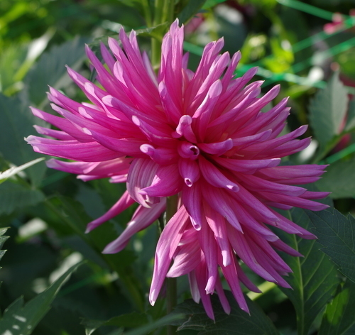 Pink Cactus Dahlia flower