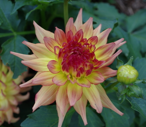 Image de macro de fleur Dahlia