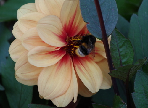 Dahlia blomma och ett bi