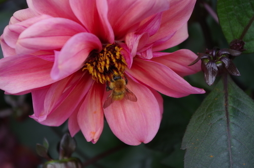Bee op Dahlia bloem