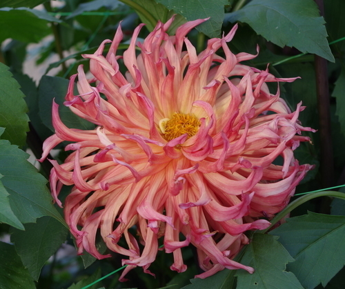 Bright pink Dahlia among leaves
