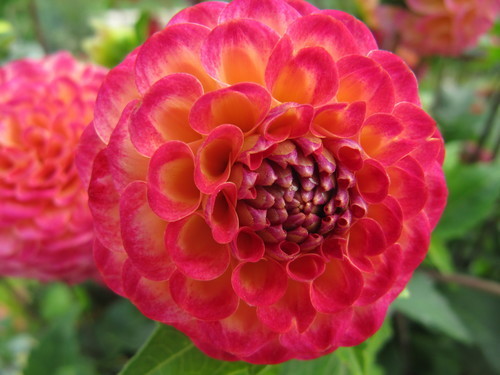Dahlia in the shape of ball