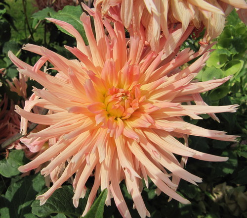 Close up of peach-colored flower