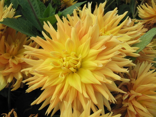 Yellow flower image
