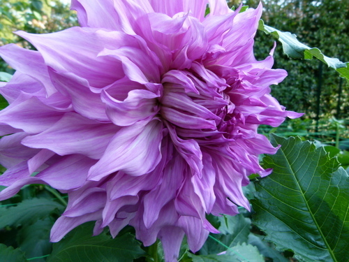 Dahlia i vacker lila färg