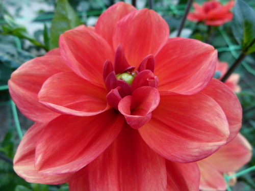 Close up van Dahlia bloem