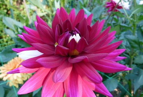 Garden Dahlia flower