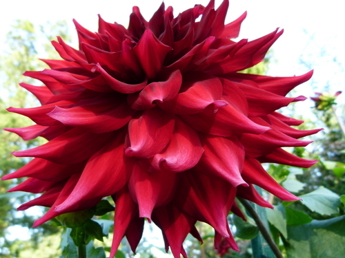 Mörk-magenta Dahlia blomma