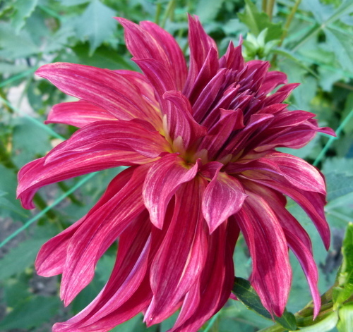 Bilden av Dahlia blomma