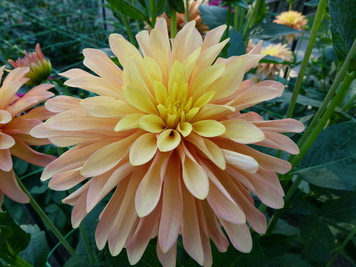 Perzik-kleurige bloem