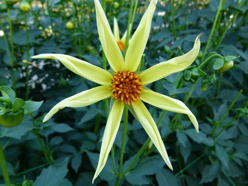 Fin gul blomma