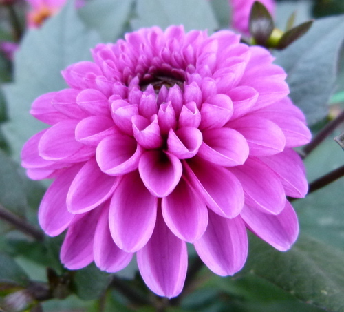 Квітка жоржин фіолетовий