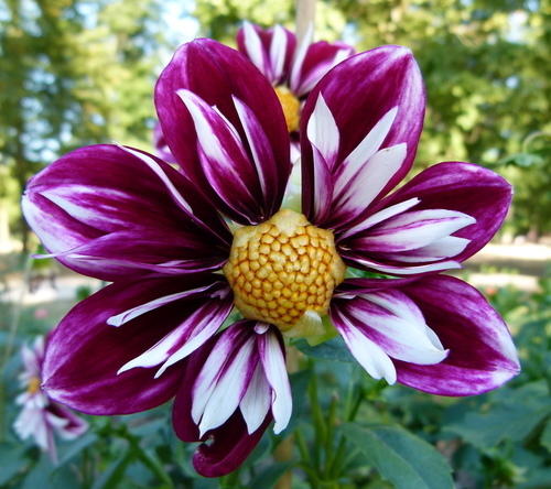 Відображене квітка жоржин