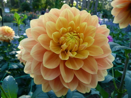 Amarillo flor de Dalia