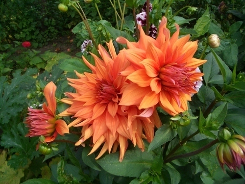 Fleur Dahlia de couleur orange