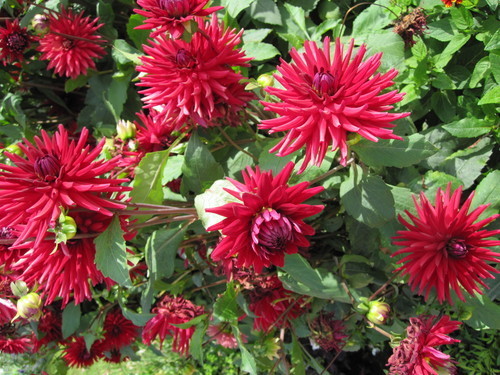 Dahlias fleurissant en automne