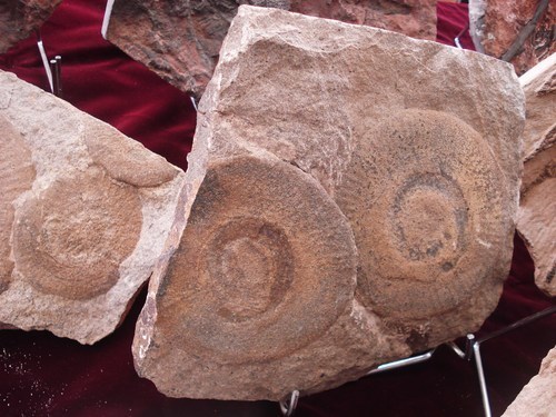 Uitgestorven fossiele dier in Museum