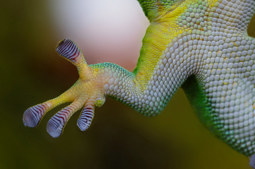 Groene gecko poot