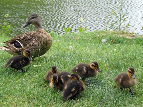 Canard avec des canetons