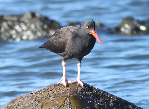 Een scholekster vogel op de rots bij de zee