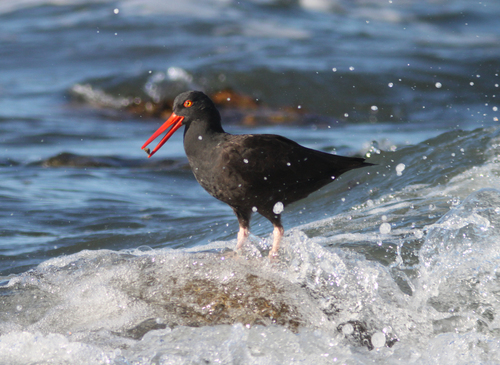 Oystercatcher in the wave
