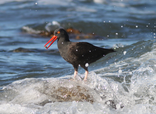 Oystercatcher v vlně