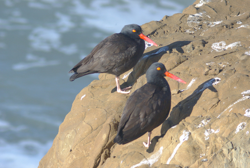 Denizin kenarında kayanın üzerine iki kuş