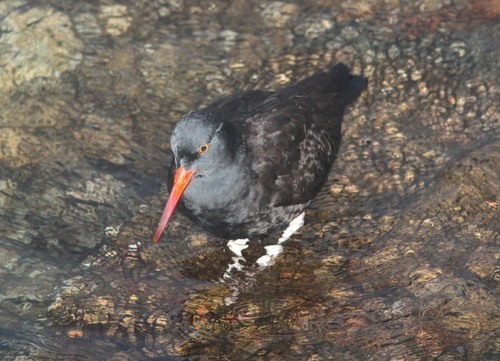 Oystercatcher bird