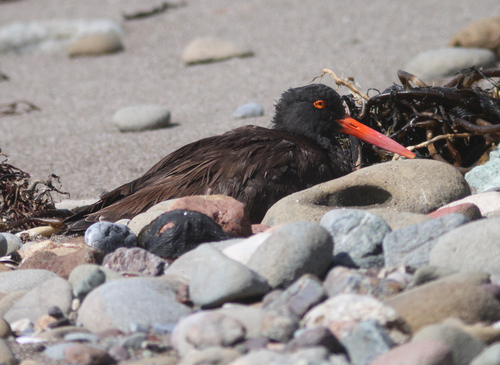 Oystercatcher bird black