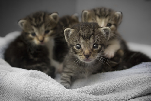 Striped kittens