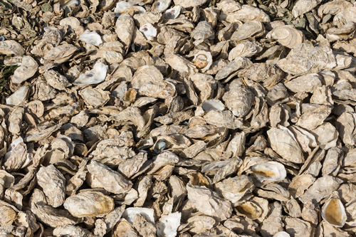 Conchas de ostras