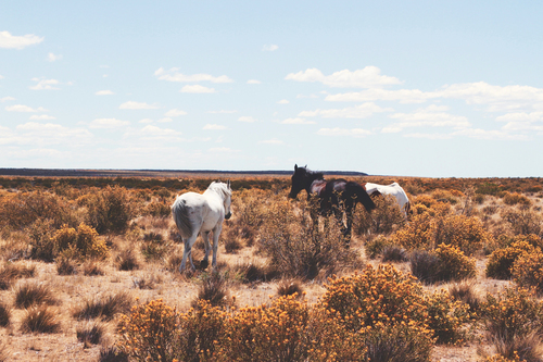 Horses in Nevada plain