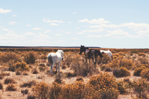 Caballos en la llanura Nevada