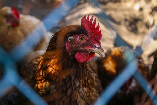 Kip in een coop